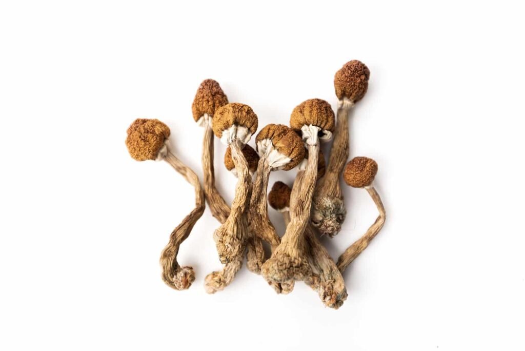 Dried Mushroom Australia
